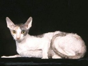 race chat Cornish Rex