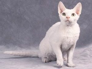 race chat Devon Rex