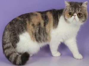 race chat Exotic Shorthair