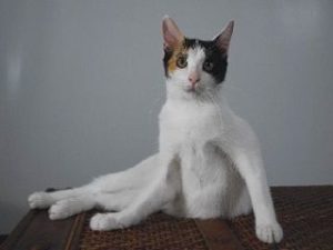 race chat Japanese Bobtail