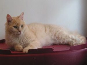 chat race Laperm