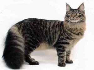 chat race Maine Coon