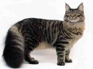 chat de race Maine Coon