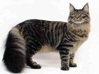 chat Maine Coon