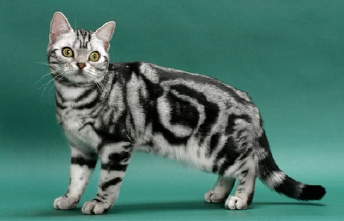 race chat American Shorthair