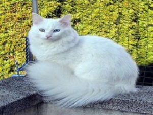 chat de race Angora Turc