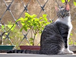 chat race Brazilian Shorthair