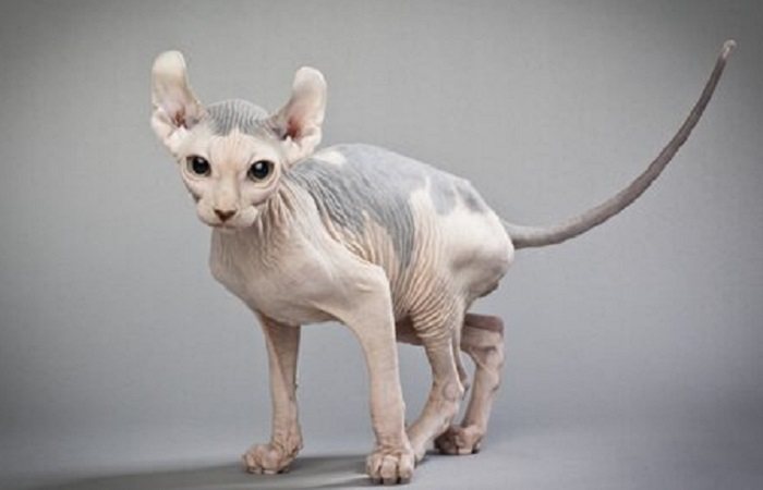 chat Elf chat de race Elf