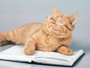 races de chats les plus intelligentes