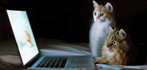 chats devant un PC