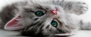 chat mignon