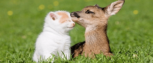 chat avec daim