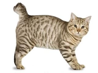 chat Americain Bobtail