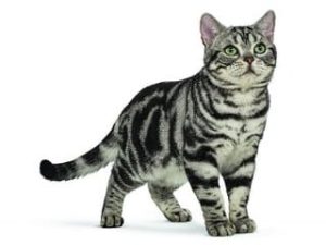 chat race American Shorthair