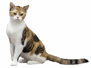 chat American Wirehair