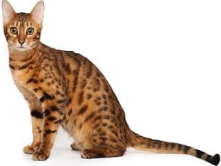 chat Bengal