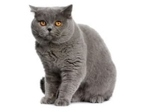 chat de race British Shorthair