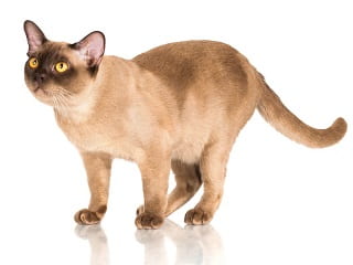 chat Burmese