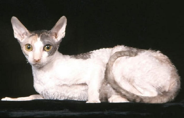 chat de race Cornish Rex