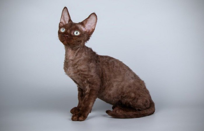 chat de race Devon Rex