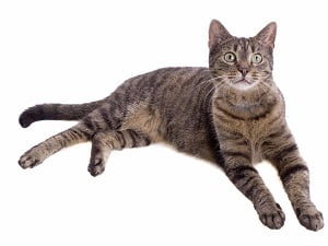 race chat European Shorthair