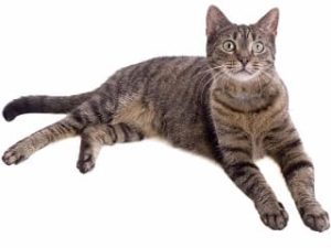 race de chat European Shorthair