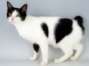 race chat Japanese Bobtail