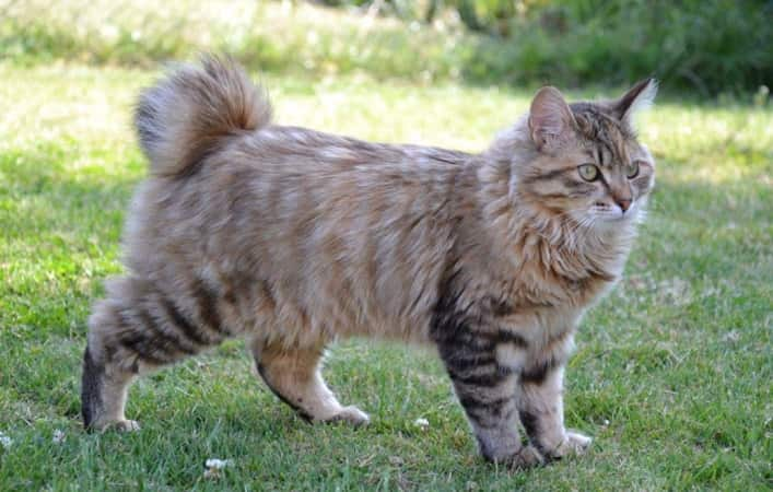 race chat Kurilian Bobtail