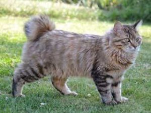 race chat Kurilian Bobtail