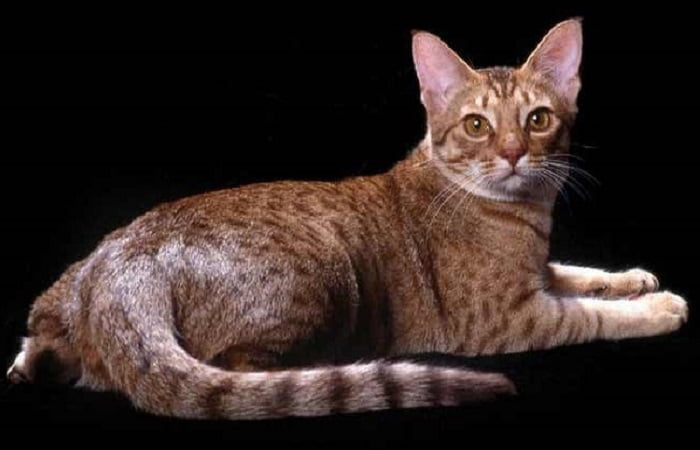 race chat Ocicat