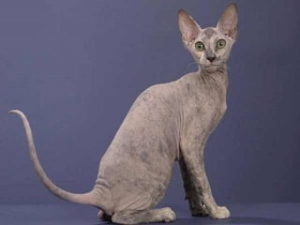 race chat Peterbald