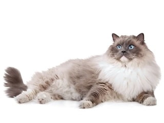 chat Ragdoll