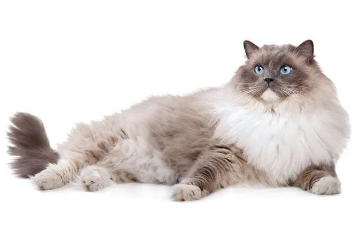 race de chat Ragdoll