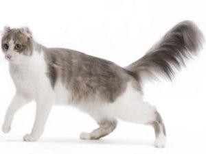 race de chat american curl