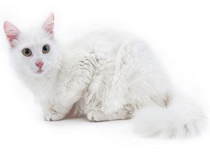 chat de race Angora Turc