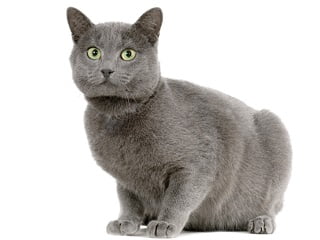 Chat Chartreux