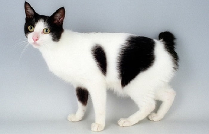 chat de race Japanese Bobtail