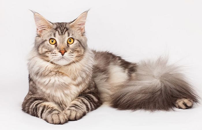 race chat Maine Coon