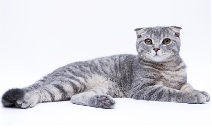 chat Scottish Fold race chat Scottish Fold