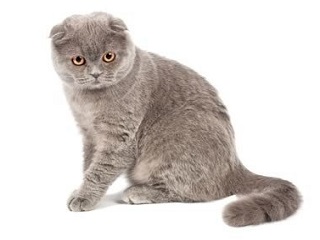 chat Scottish Fold & Highland Fold