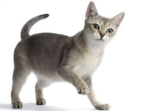 chat race singapura