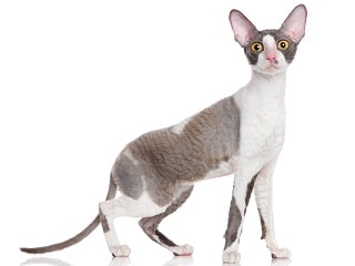 chat Cornish Rex