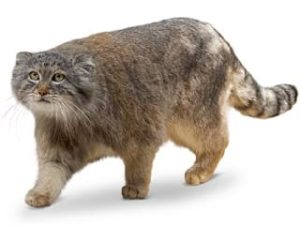 chat De Pallas - Manul