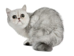 race de chat Exotic shorthair