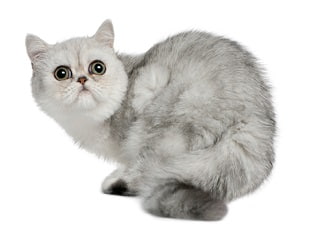 chat Exotic Shorthair