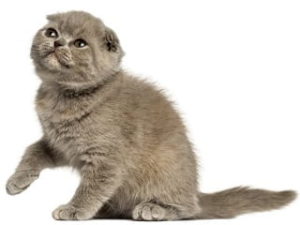 race de chat Foldex