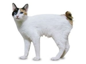 race de chat Japanese bobtail