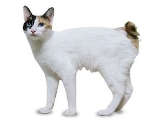 chat Japanese Bobtail