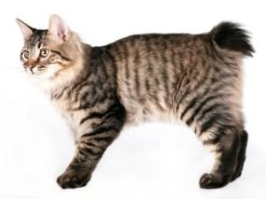 race de chat Kurilian Bobtail
