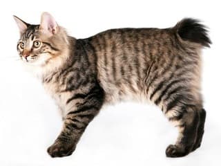 chat Kurilian Bobtail